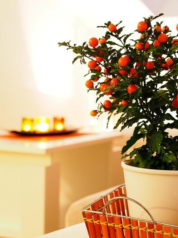 Apartman Anuska Cavtat